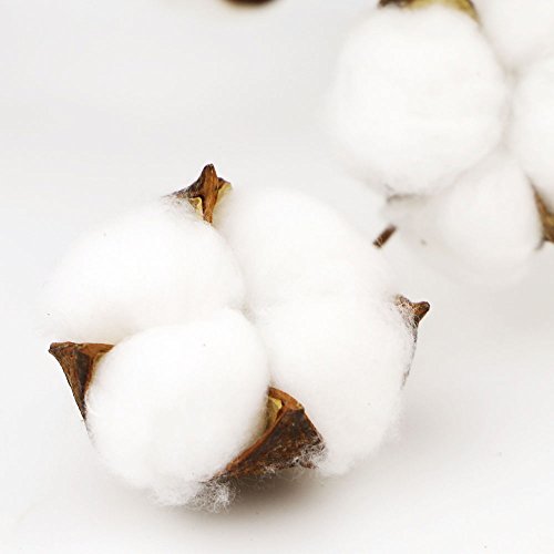 Coceca Cotton Stems - 5 Pack 10 Balls Per Stem - 23 Inch Farmhouse Display Filler-Foral Decoration - Thumbnail 2