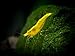 Aquatic Arts 10 Live Freshwater Golden Back Yellow Shrimp (Neocaridina davidi - 1/2 to 1 Inch Long)
