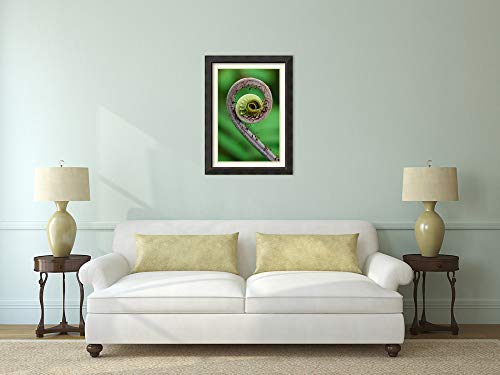 Framed Wall Art Print Young Rolled up Fern Fiddlehead Braulio Carrillo National Park Costa Rica by Thomas Marent 28.12 x 38.00 - Thumbnail 4