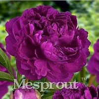 Kasuki 10PCS Precious China Peony Flower Bonsai Potted Flowers Bonsai Plant Bonsai for Home Garden - (Color: 2)