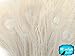 5 Pieces - Ivory Bleached Peacock Tail Eye Feathers 10-12