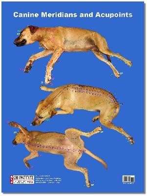 Canine Meridians Wall Poster