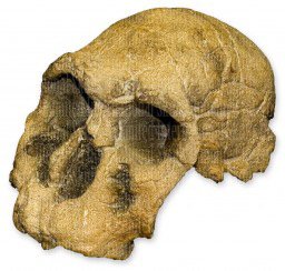 KNM ER 1470 Skull (Teaching Quality Recreation)