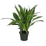 AMERICAN PLANT EXCHANGE Striped Dracaena Lemon Lime Indoor/Outdoor Live Plant, 6