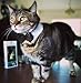 Small Dog & Cat Collar Bow Tie, Adjustable Puppy or Kitten Medium Neck Bowtie for Wedding Birthday D-BT-T1 (Black & White - Formal Tuxedo)