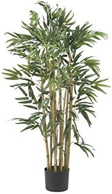 Multi Bambusa Bamboo Silk Tree - 3 Feet Tall by NNAT