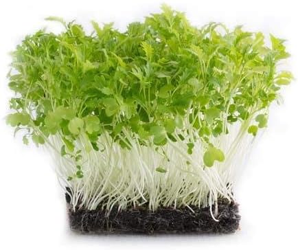 Nature’s Root Organic Green Mizuna Seeds 125g - Japanese Mustard - Image 3