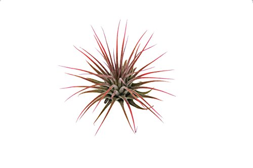 5-Pack of Air Plants - Includes 5 Tillandsia Ionantha Air Plants - Easy Care - Great in Terrariums - Air Filtering - Vibrant Fun Unique Decor or Gift - Thumbnail 2