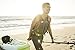 Ocean Kayak Frenzy 1-Person Sit-On-Top Recreational Kayak (Sunrise, 9 Feet)
