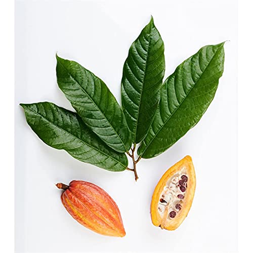 Piacere al cioccolato surfin caotina, Swiss Premium Chocolate Drink - 500gr - 6x - immagine 4