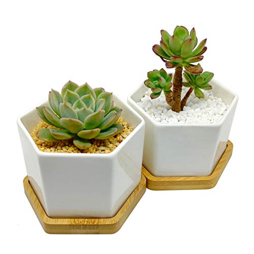 4-Inch Hexagonal White Ceramic Succulent Planter with Bamboo Tray | Set of Two | Minimalist Design