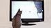 Movies for Cats - The Audio-visual Cat Toy - Catsitter - Vol.1 : Animals That Cats Love - DVD Video - The Fascinating New Tv Experience for You and Your Cat - The Gift 2016: Birthday or Easter Gifts for Cats / Gifts for Cat Friends, Cat Lovers and Cat Fans - New Cat Movie Toys