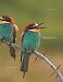 Notebook: Bee-Eater Birds by Wild Pages Press