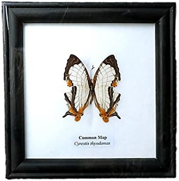 REAL BEAUTIFUL Framed Butterfly Real Butterfly Display COMMON MAP TAXIDERMY Insect Display 5"x5"