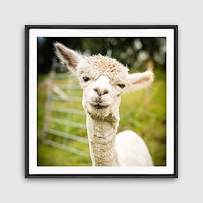 Framed Canvas Wall Art Alpaca Canvas Prints Home Artwork Decoration for Living Room,Bedroom - 16x16 inches