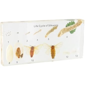 comprar gusanos de seda amazon