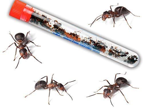 Live Ant resupply for ant farms and food for lizards - Thumbnail 3