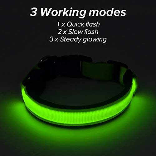 lighted collars for small dogs