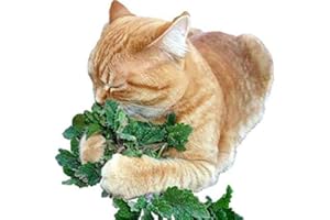 HARLEY SEEDS 100+ Catnip Catmint Seeds Heirloom Non-GMO Herb for Cats Nepeta cataria Fragrant Rare from USA Spoil Your cat with Fresh Catnip!