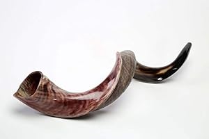 New 29"-33" Yemenite Shofar Horn Kudu Polished Natural