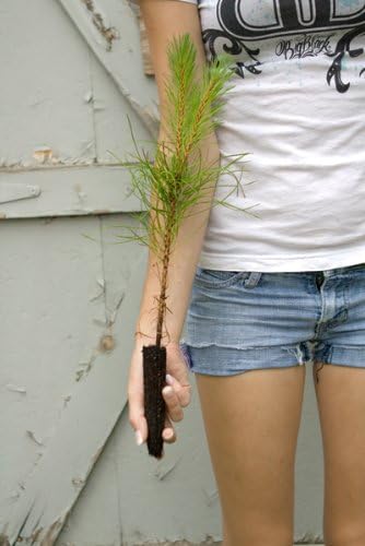 TreesAgain Lot of 10 - Pine/Spruce/Fir Trees - Assorted Varieties - 5 to 15+ inches (See State Restrictions)