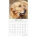 2019 Wall Calendar - Golden Retriever Calendar, 12 x 12 Inch Monthly View, 16-Month, Dogs and Pets Theme, Includes 180 Reminder Stickers