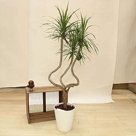 Amazon 観葉植物 ドラセナ コンシンネ 龍 セラアート 大型ヤマト商品発送 観葉植物 オンライン通販