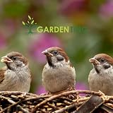 Garden Ting Premium Suet Fat Balls for Wild Birds 3 Litre Tub view 4