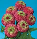 Zinnia Queen Red Lime 250 seeds