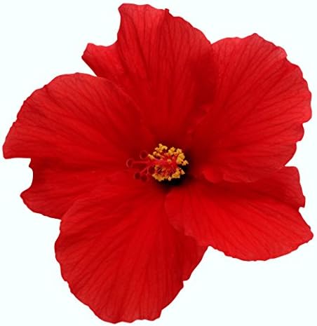 10+ Dinnerplate Hibiscus/ Berry Blend/ Perennial Flower Seed/ Easy to Grow/ Huge 10-12 Inch Flowers
