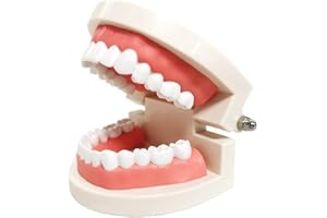Dental Teeth Model - Adult Standard Typodont & Kids Teaching Demo | Realistic 28 Teeth Anatomy Model for Dentists, Students &