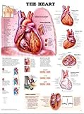 The Heart Anatomical Chart, Anatomical Chart Company Staff, 1587797011