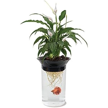 Penn Plax Aquaponic Betta Fish Tank Promotes Healthy Environment for Plants and Fish .5 Gallon Capacity