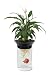 Penn Plax Aquaponic Betta Fish Tank Promotes Healthy Environment for Plants and Fish .5 Gallon Capacity primary