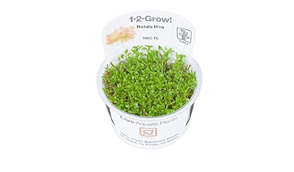 Live Aquarium Plants Tropica In Vitro 1 2 Grow Rotala Vietnam Hra Aquarium Decor Live Plants Chefhouseresort Com Np