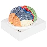 Axis Scientific Human Brain Model Anatomy with