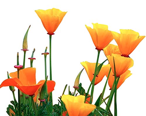 California Poppy Seeds - 8,000 Seeds - State Flower, Golden Orange Poppy Re-seeds