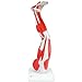 3B Scientific M20 9 Part, 3/4 Life Size Muscle Leg Model, 10.2