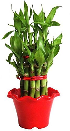 1 PCS Blossom Flower Pots Plant Container Set (Plastic)