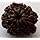 100% Original & Natural and Pure 8 Mukhi/Faced Nepali Rudraksha | 8 Face Rudraksha | Original 8 Face and Eight Mukhi Rudraksha