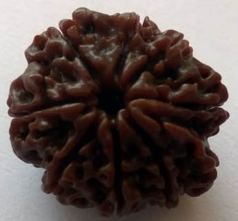 100% Original & Natural and Pure 8 Mukhi/Faced Nepali Rudraksha | 8 Face Rudraksha | Original 8 Face and Eight Mukhi Rudraksha