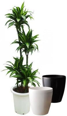 Amazon ドラセナ ハワイアンサンシャイン 10号サイズ ラスターポット 鉢カバー 付き ブラック 観葉植物 オンライン通販