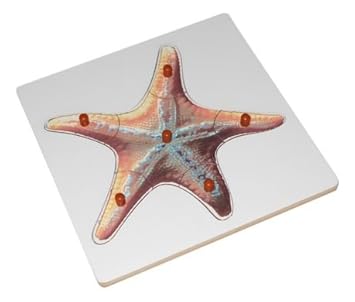 KIDO Montessori Materials - Starfish Puzzle: Wooden Montessori Zoology Knobbed Jigsaw Puzzle