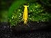Aquatic Arts 10 Live Freshwater Golden Back Yellow Shrimp (Neocaridina davidi - 1/2 to 1 Inch Long)