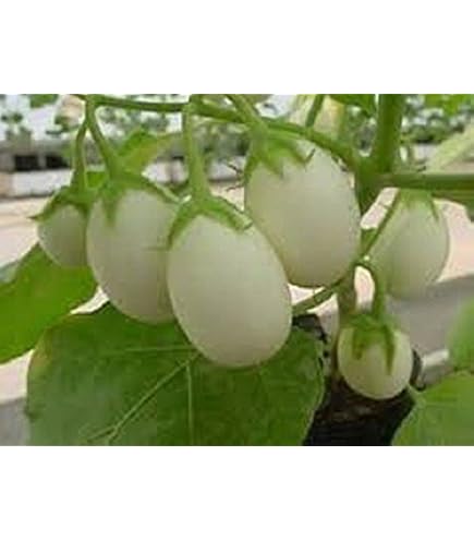 African Eggplant facts and health benefits