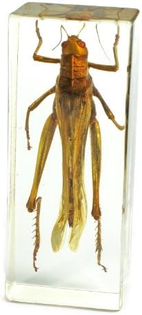 Realbug Grasshopper Paperweight (44X16X11)