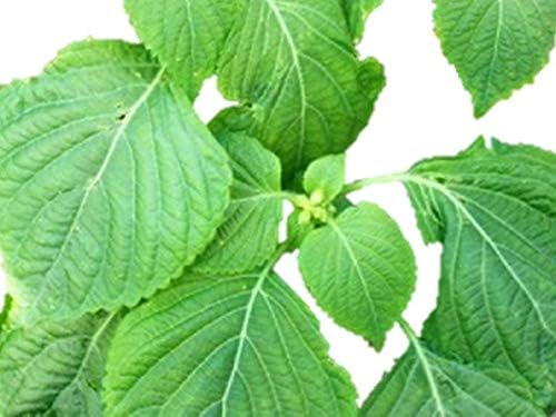 Amazon 青紫蘇 大葉品種 種 160粒 ハーブ