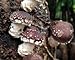 100 Shiitake 100 Mushroom Plug Spawn Edible Mycelium Plugs