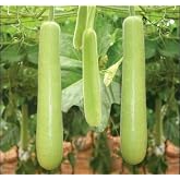 Edịble Long Bottle Gourd S&eacute;ẹDs/Asian Indian Opo Squash/Dudi/Calabash/Long Melon - 10 S&eacute;ẹDs Seeds_Easy_Grow