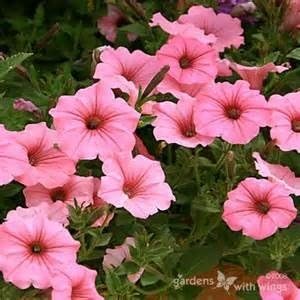 Kalash Nuevas 200 PC del jardín de DIY las semillas de flor de la ...